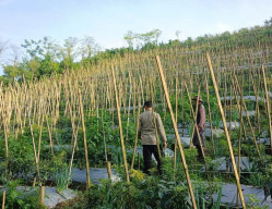 Wujudkan Ketahanan Pangan, Bhabinkamtibmas Dampingi Budidaya Cabai di Gendro
