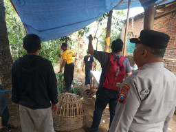 Polisi Tertibkan Lokasi Diduga Arena Sabung Ayam di Pakisaji Malang