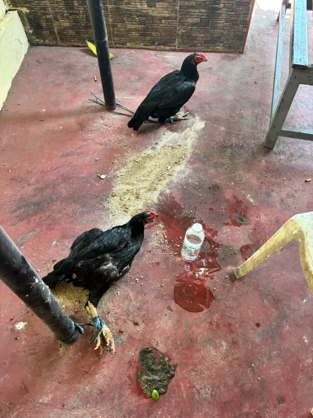 Polsek Bluto Amankan Tiga Anak yang Diduga Terlibat Pencurian Dua Ekor Ayam