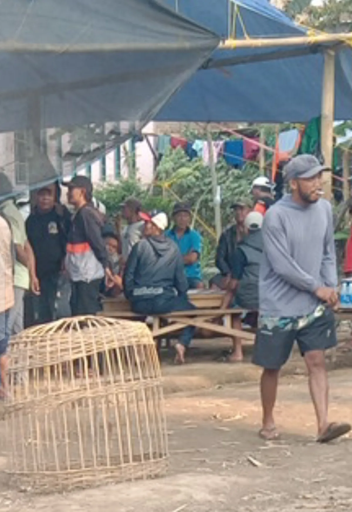 Dugaan Aktivitas Sabung Ayam di Wonorejo Poncokusumo, Warga Minta Aparat Bertindak